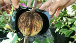 Air layering Plant High Pressure Propagation Ball Grafting Rooting Device Root Growing Ball